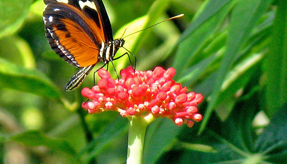 Costa Rica Insider Tour